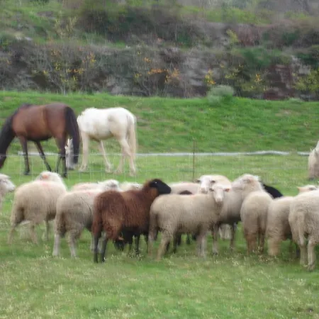 Farma Quinta De Cachopaes *